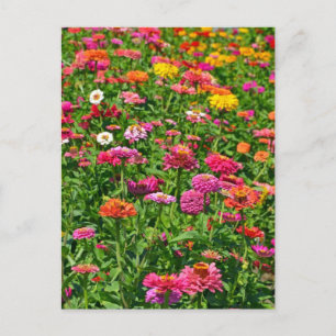Briefkaart van de kleurrijke dahlias