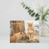 Briefkaart van de koninklijke leeuwen (Staand voorkant)
