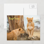 Briefkaart van de koninklijke leeuwen (Voorkant / Achterkant)