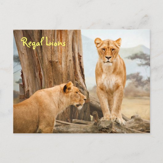 Briefkaart van de koninklijke leeuwen (Voorkant)