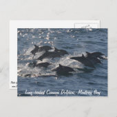 Briefkaart van de langsnaveldolfijn (Voorkant / Achterkant)