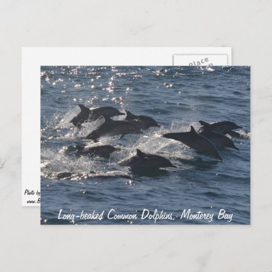 Briefkaart van de langsnaveldolfijn (Voorkant / Achterkant)