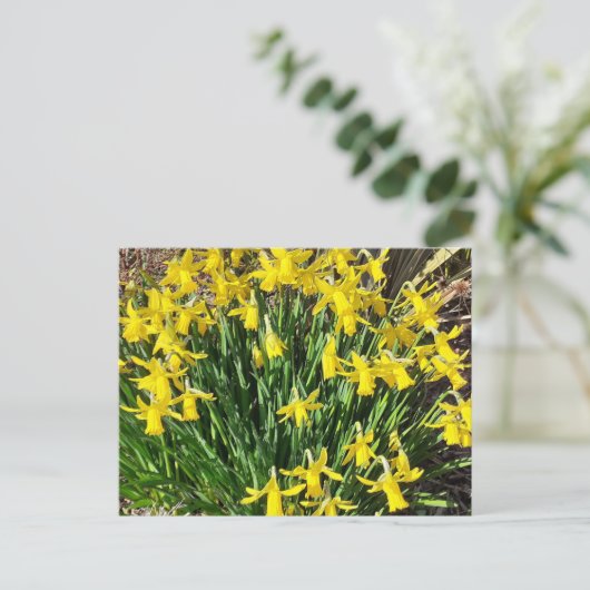 Briefkaart van de lente-gele deffodils (Staand voorkant)