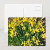 Briefkaart van de lente-gele deffodils (Voorkant / Achterkant)