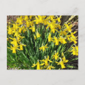 Briefkaart van de lente-gele deffodils (Voorkant)
