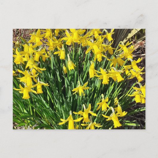 Briefkaart van de lente-gele deffodils (Voorkant)