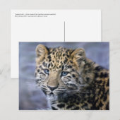 Briefkaart van de luipkub (Voorkant / Achterkant)