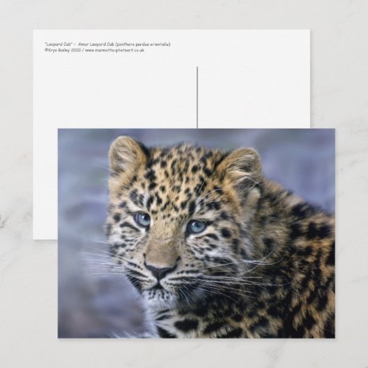 Briefkaart van de luipkub (Voorkant / Achterkant)