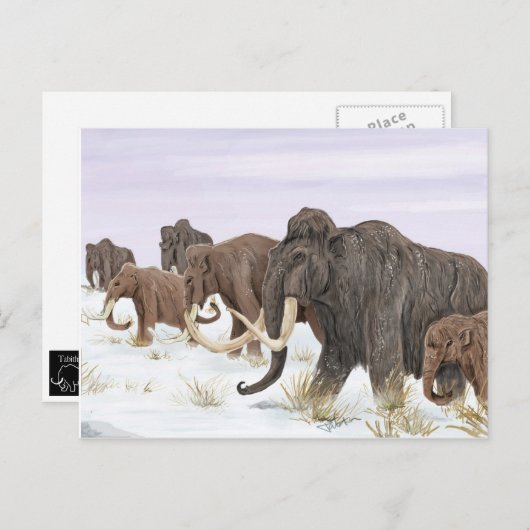 Briefkaart van de Mammoth Family (Voorkant / Achterkant)