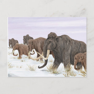 Briefkaart van de Mammoth Family
