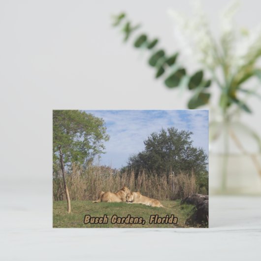 Briefkaart van de mantel (Staand voorkant)