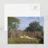 Briefkaart van de mantel (Voorkant / Achterkant)