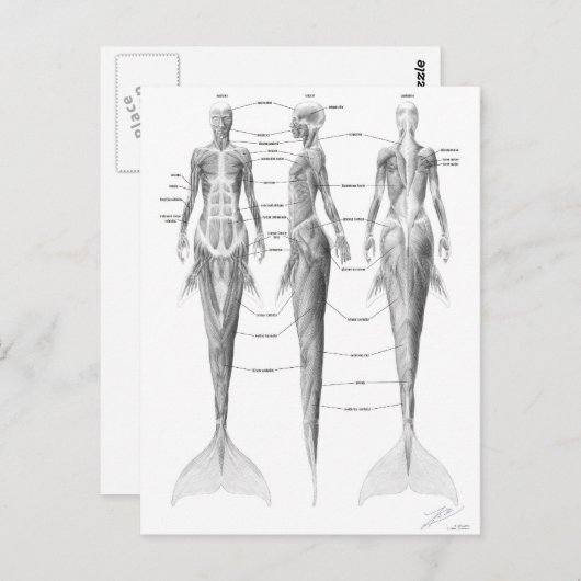 Briefkaart van de mermaïde musculatuur (Voorkant / Achterkant)