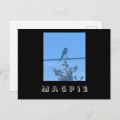 Briefkaart van de Natuur Magpie (Voorkant / Achterkant)