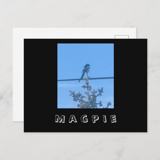Briefkaart van de Natuur Magpie (Voorkant / Achterkant)