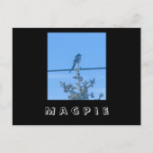 Briefkaart van de Natuur Magpie (Voorkant)