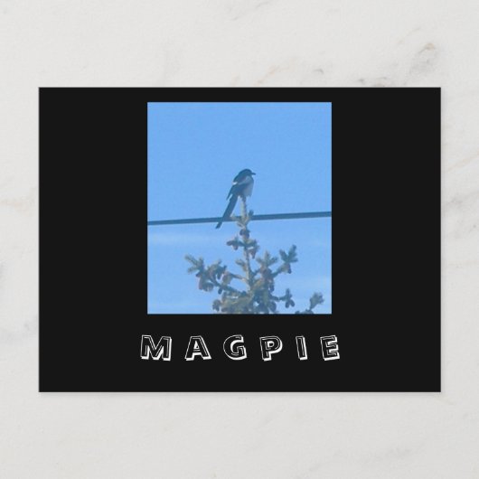 Briefkaart van de Natuur Magpie (Voorkant)