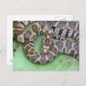 Briefkaart van de noordelijke waterslang. (Voorkant / Achterkant)