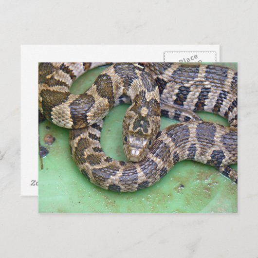 Briefkaart van de noordelijke waterslang. (Voorkant / Achterkant)