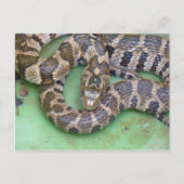 Briefkaart van de noordelijke waterslang. (Voorkant)