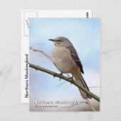 Briefkaart van de noordpoolvogel (Voorkant / Achterkant)