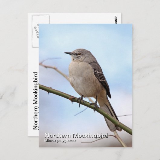 Briefkaart van de noordpoolvogel (Voorkant / Achterkant)