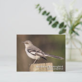 Briefkaart van de noordpoolvogel