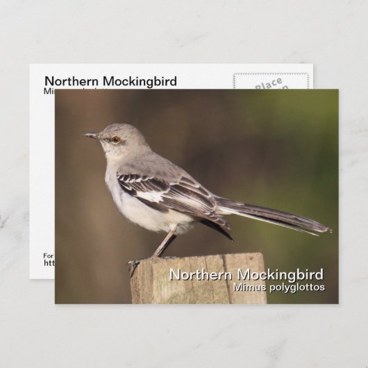 Briefkaart van de noordpoolvogel (Voorkant / Achterkant)