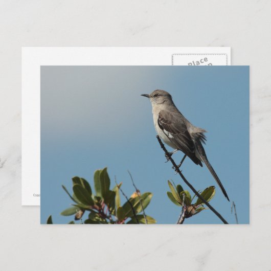 Briefkaart van de noordpoolvogel (Voorkant / Achterkant)