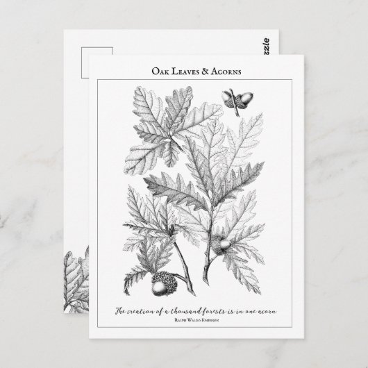 Briefkaart van de  offerte van eikenbladeren en ei (Voorkant / Achterkant)