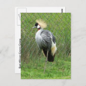 Briefkaart van de oost-Afrikaanse kroonkraan (Voorkant / Achterkant)