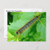 Briefkaart van de Oosterse Tent Caterstrand (Voorkant / Achterkant)