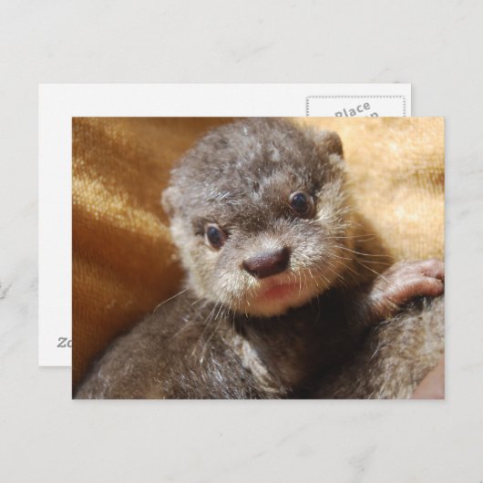Briefkaart van de orphaned otter (Voorkant / Achterkant)