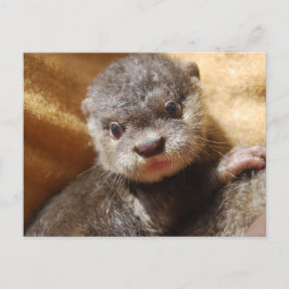 Briefkaart van de orphaned otter