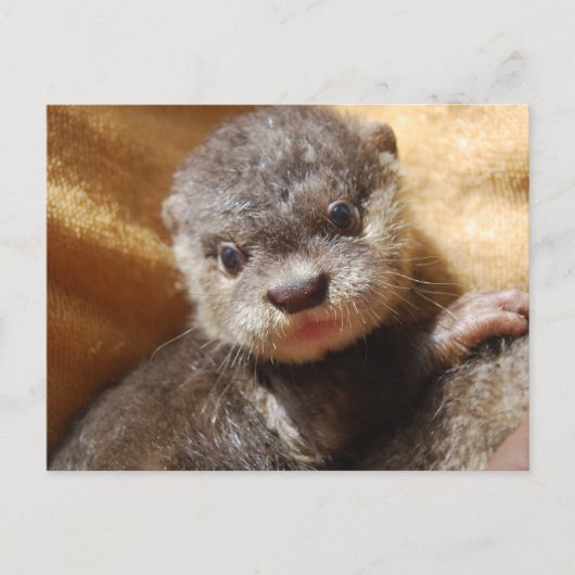 Briefkaart van de orphaned otter (Voorkant)