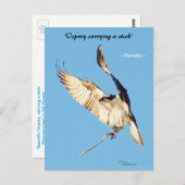 Briefkaart van de Osprey-vliegstick (Voorkant / Achterkant)