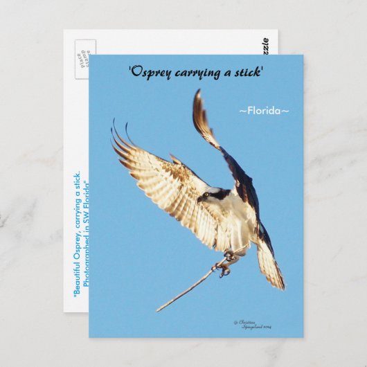 Briefkaart van de Osprey-vliegstick (Voorkant / Achterkant)