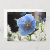 Briefkaart van de Papaver van Himalayan het Blauwe (Voorkant / Achterkant)