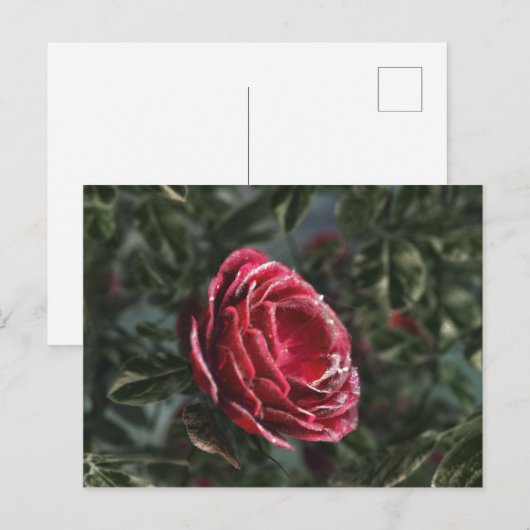 Briefkaart van de paringcadeaus van de winter (Voorkant / Achterkant)