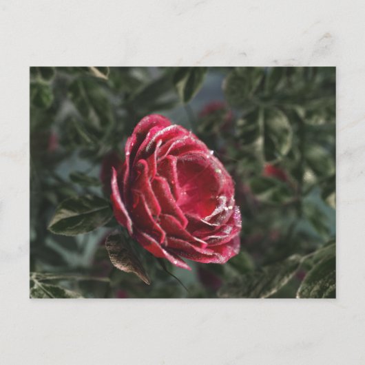 Briefkaart van de paringcadeaus van de winter (Voorkant)