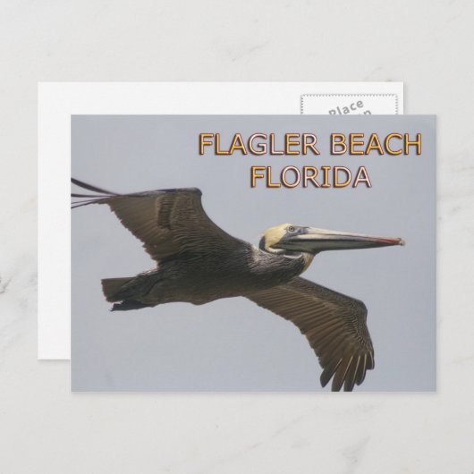 Briefkaart van de pelicaanse tak (Voorkant / Achterkant)