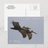 Briefkaart van de Pelican Paar (Voorkant / Achterkant)