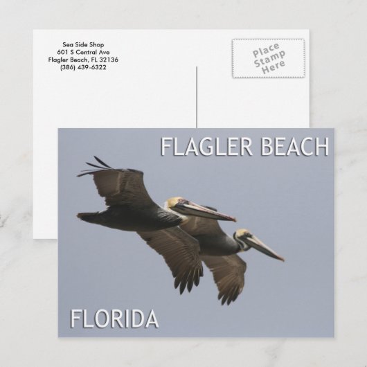 Briefkaart van de Pelican Paar (Voorkant / Achterkant)