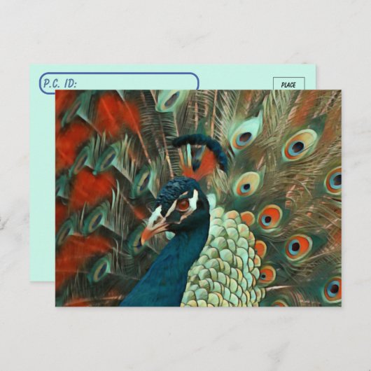 Briefkaart van de posterling Colorful Peacock (Voorkant / Achterkant)