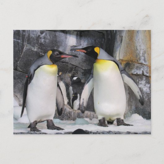 Briefkaart van de postovergangen van King Penguins (Voorkant)