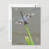 Briefkaart van de prachtige blauwe dragonfly (Voorkant / Achterkant)