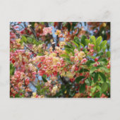 Briefkaart van de prachtige regenboogdouche (Voorkant)