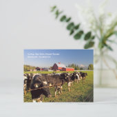 Briefkaart van de Rainier Cattle (Staand voorkant)