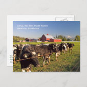 Briefkaart van de Rainier Cattle (Voorkant / Achterkant)