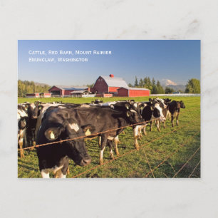 Briefkaart van de Rainier Cattle